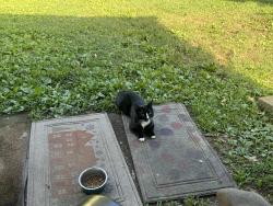 Found/Stray Unknown Cat last seen West Trenton Ave/Alden Ave, Falls Township, PA 19067