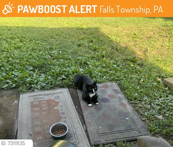 Found/Stray Unknown Cat last seen West Trenton Ave/Alden Ave, Falls Township, PA 19067