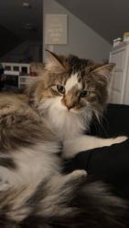 Lost Male Cat last seen 17th st, Topeka, KS 66604