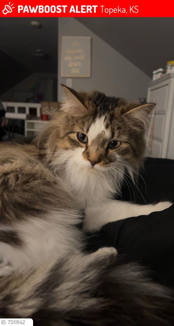 Lost Male Cat last seen 17th st, Topeka, KS 66604