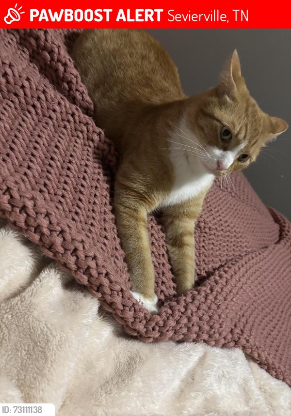 Lost Male Cat last seen Chapman Highway, Sevierville, TN 37876