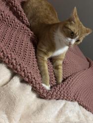 Lost Male Cat last seen Chapman Highway, Sevierville, TN 37876