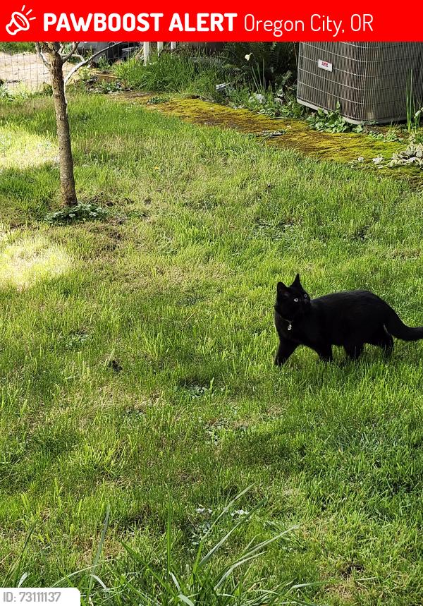Lost Male Cat last seen 16th, Oregon City, OR 97045