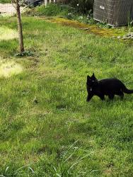 Lost Male Cat last seen 16th, Oregon City, OR 97045