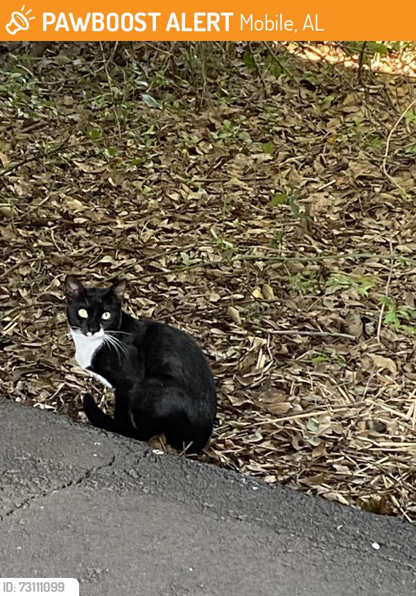 Found/Stray Unknown Cat last seen Dauphin St Service Rd between Bojangles & Radney’s Funeral Home., Mobile, AL 36606