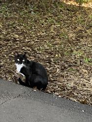 Found/Stray Unknown Cat last seen Dauphin St Service Rd between Bojangles & Radney’s Funeral Home., Mobile, AL 36606