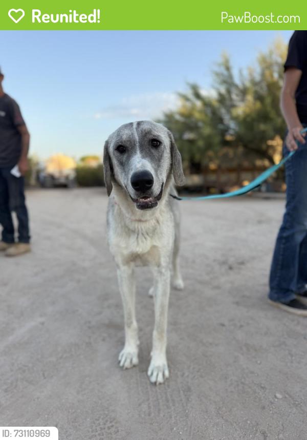 Reunited Female Dog last seen S Cattle Tank Rd and E Davis Ranch Rd, Pinal County, AZ 85658