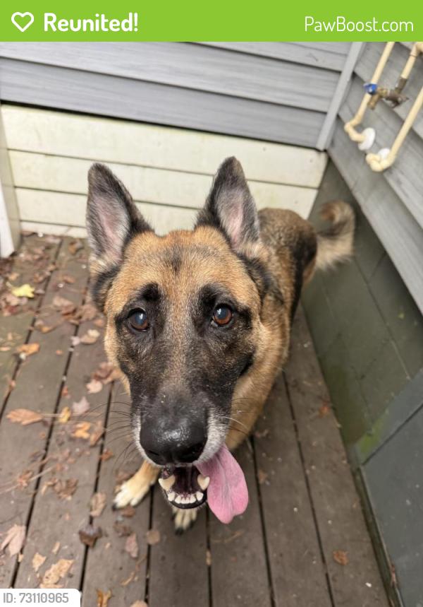 Reunited Female Dog last seen Martinique and Fairway, Ocean Pines, MD 21811