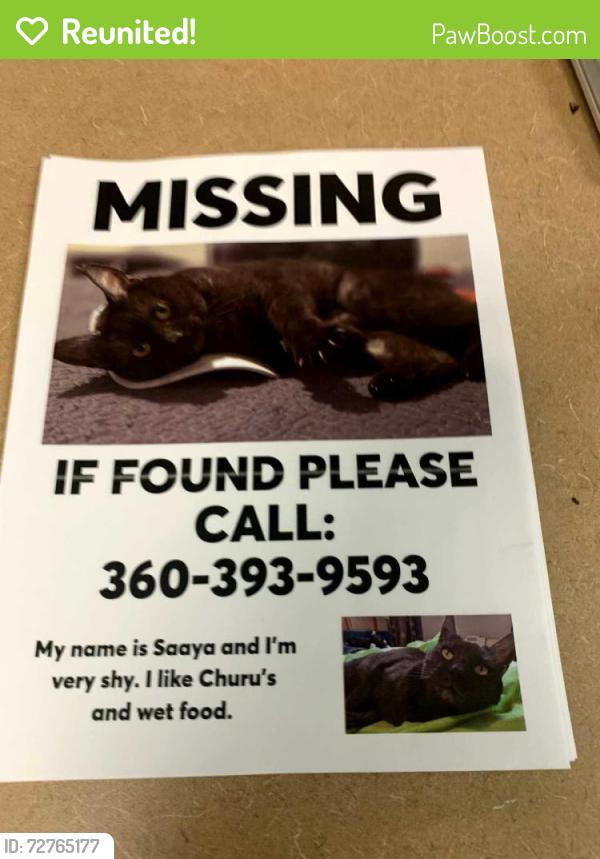 Reunited Female Cat last seen Schilling cider hse, Portland, OR 97202