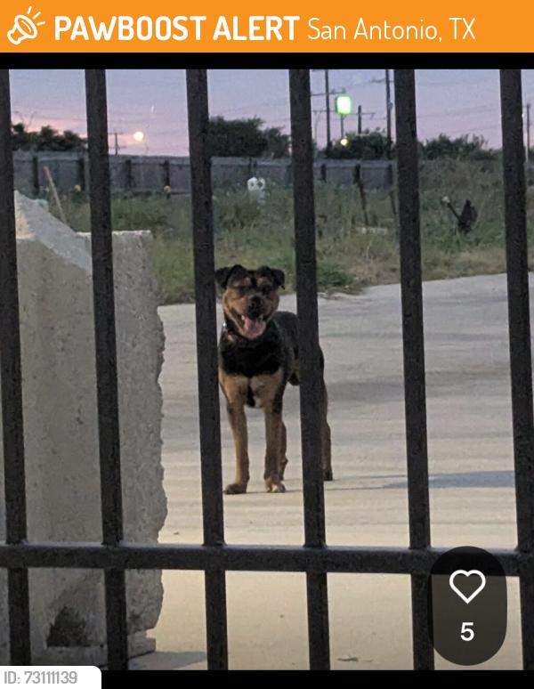 Found/Stray Male Dog last seen Ray Ellison & lake vista, San Antonio, TX 78227