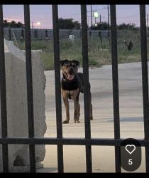 Found/Stray Male Dog last seen Ray Ellison & lake vista, San Antonio, TX 78227