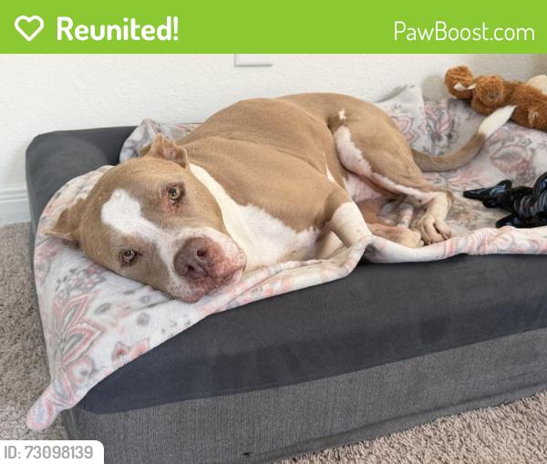 Reunited Male Dog last seen Bluejack National, Montgomery County, TX 77316