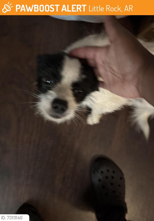 Found/Stray Unknown Dog last seen Fairpark, Little Rock, AR 72205