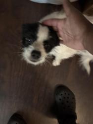 Found/Stray Unknown Dog last seen Fairpark, Little Rock, AR 72205