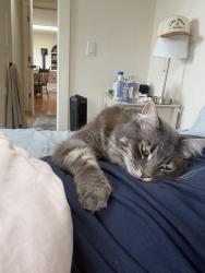 Reunited Male Cat last seen On drakes summit rd, Point Reyes Station, CA 94956