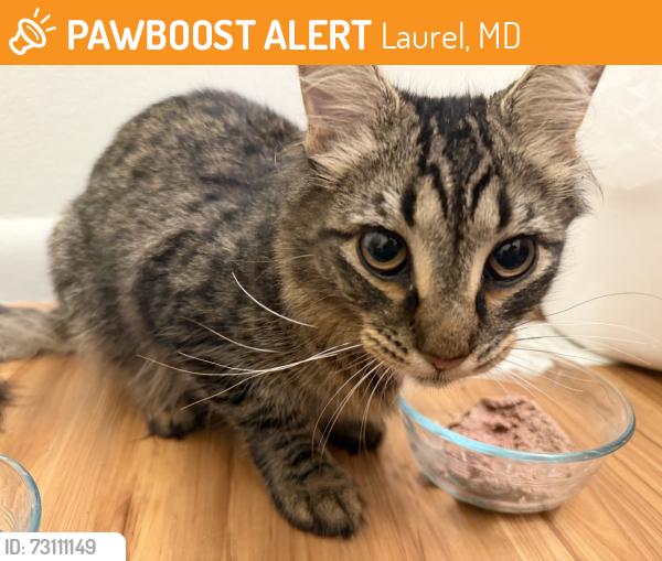 Found/Stray Female Cat last seen Montgomery Street and 9th Street, Laurel, MD 20707