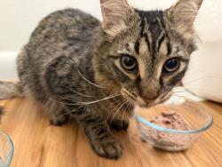 Found/Stray Female Cat last seen Montgomery Street and 9th Street, Laurel, MD 20707
