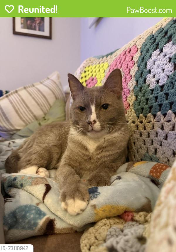Reunited Male Cat last seen Near E Hagert St, Philadelphia, PA 19125, USA, Philadelphia, PA 19125