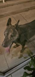 Found/Stray Male Dog last seen Yucca loma rd and corner of Kiowa, Apple Valley, CA 92395