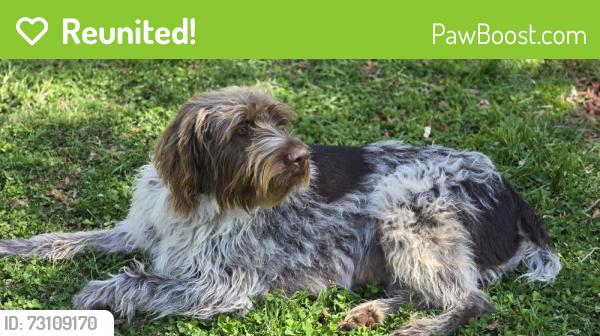Reunited Male Dog last seen Hampton Rd Germanton NC, Germanton, NC 27019