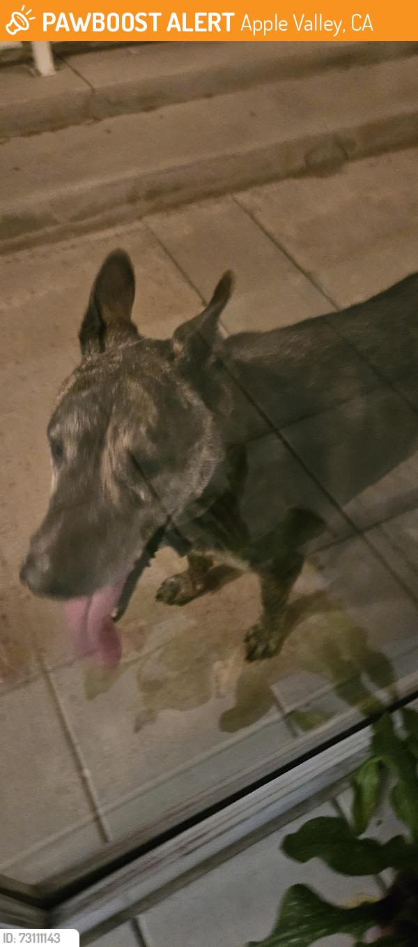 Found/Stray Male Dog last seen Yucca loma rd and corner of Kiowa, Apple Valley, CA 92395