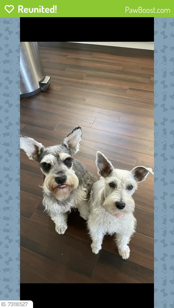 Reunited Male Dog last seen Pepper tree, Fairfield, CA 94533