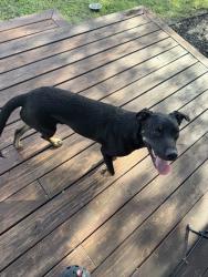 Found/Stray Male Dog last seen corner of pilgrim and saxon st, San Antonio, TX 78213