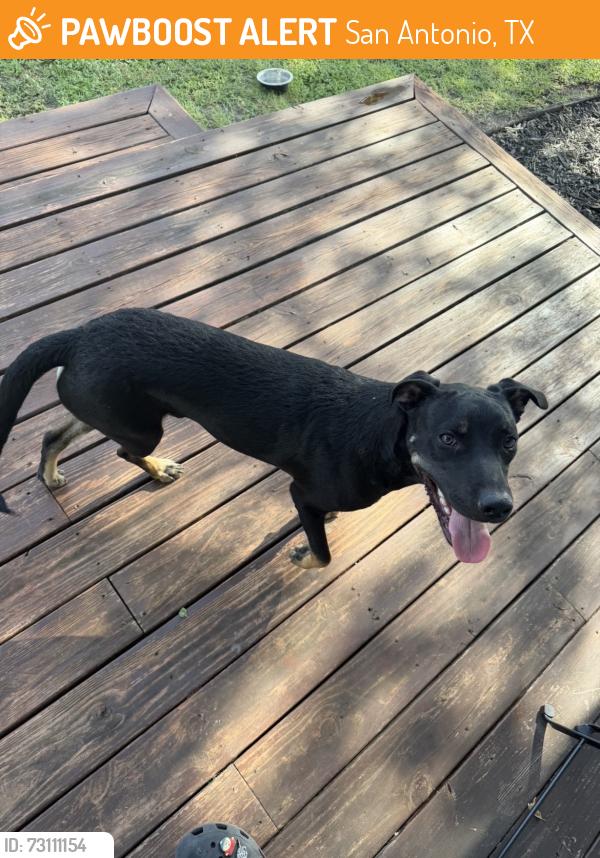 Found/Stray Male Dog last seen corner of pilgrim and saxon st, San Antonio, TX 78213