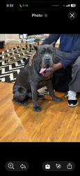 Reunited Male Dog last seen Near Maple Circle Adamsville, Adamsville, AL 35005