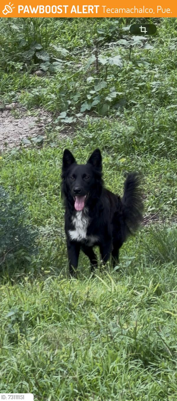 Found/Stray Male Dog last seen Entre Calle 20 y Av Puente Roto. En baldío, sobre el río. Detrás de los puestos de tacos., Tecamachalco, Pue. 75487