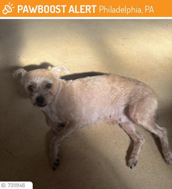 Found/Stray Female Dog last seen Between 25th and 26th & Morris st, South Philly, Philadelphia, PA 19145