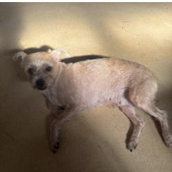 Found/Stray Female Dog last seen Between 25th and 26th & Morris st, South Philly, Philadelphia, PA 19145