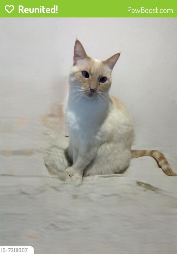 Reunited Female Cat last seen Saratoga ave, San Jose, CA 95129