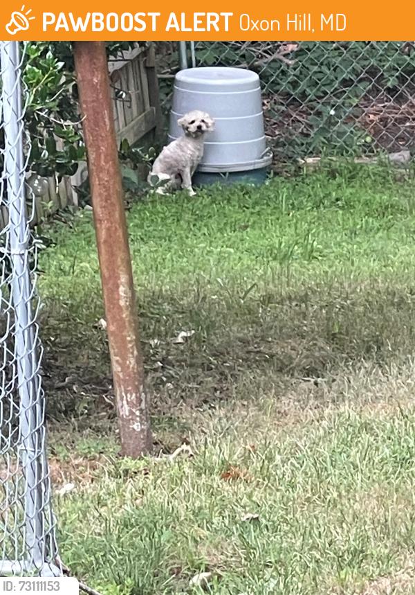 Found/Stray Unknown Dog last seen Fountain Road, Oxon Hill, MD 20745