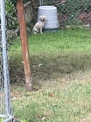 Found/Stray Unknown Dog last seen Fountain Road, Oxon Hill, MD 20745