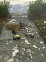 Reunited Female Dog last seen Westmont Dr, Fayetteville, NC, USA, Fayetteville, NC 28303