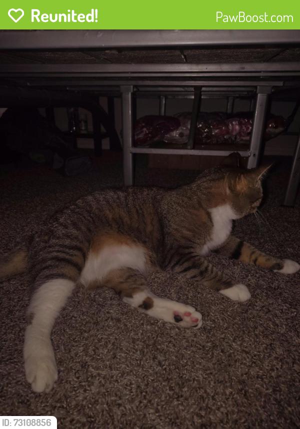 Reunited Female Cat last seen Was, Fort Worth, TX 76179