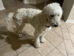 Found/Stray Unknown Dog last seen Zip78251, San Antonio, TX 78251