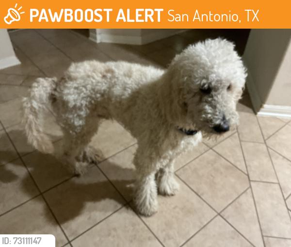 Found/Stray Unknown Dog last seen Zip78251, San Antonio, TX 78251