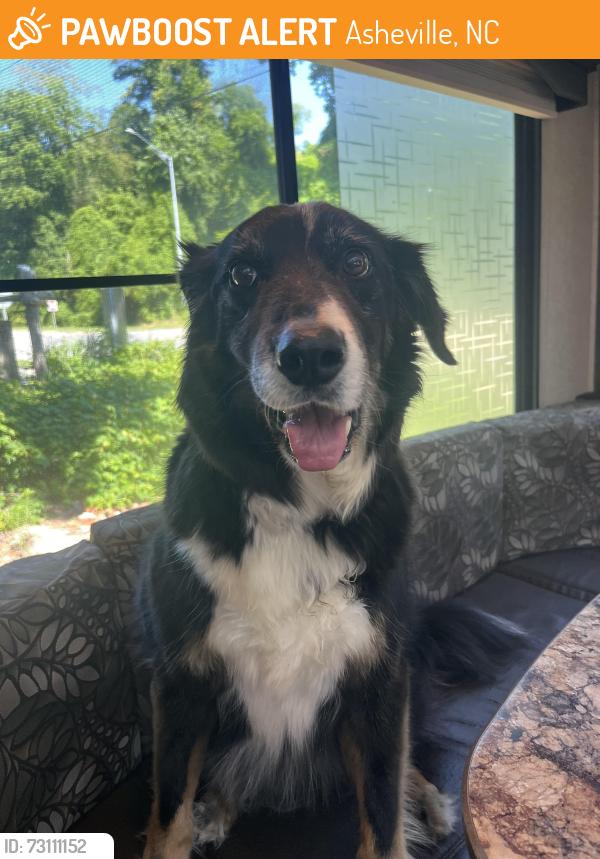 Found/Stray Unknown Dog last seen I240/Amboy Rd, Asheville, NC 28806