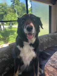 Found/Stray Unknown Dog last seen I240/Amboy Rd, Asheville, NC 28806