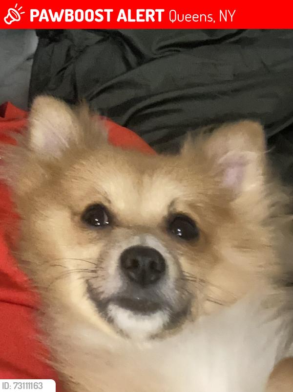 Lost Male Dog last seen Murdock Avenue, Queens, NY 11412