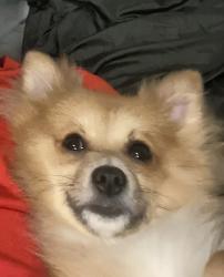 Lost Male Dog last seen Murdock Avenue, Queens, NY 11412