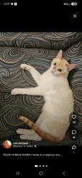 Reunited Male Cat last seen Circle 75 and Herodian Way/Cobb Pkwy, Smyrna, GA 30080