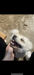 Reunited Female Dog last seen Kittridge st and bevis ave, Los Angeles, CA 91405
