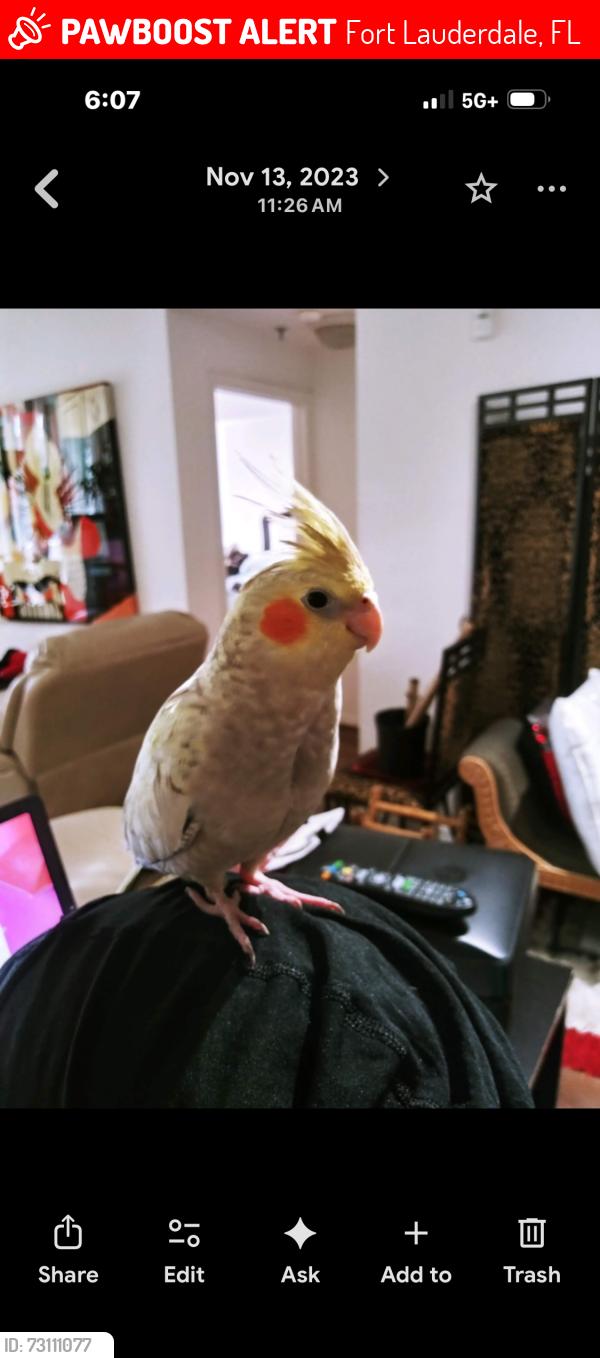 Lost Female Bird last seen 8th PL sunrise, Fort Lauderdale, FL 33311