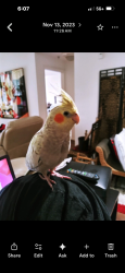 Lost Female Bird last seen 8th PL sunrise, Fort Lauderdale, FL 33311