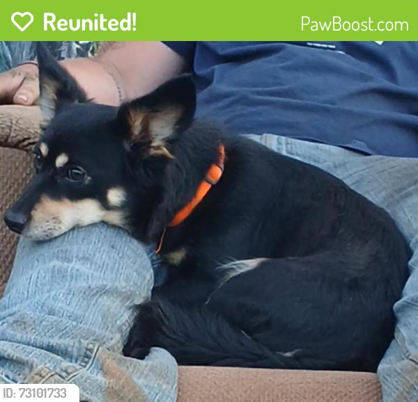 Reunited Female Dog last seen Near NC-226, Casar, NC 28020, USA, Casar, NC 28020