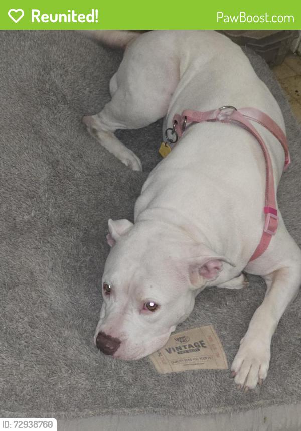 Reunited Female Dog last seen Between Vance Jackson and West Avenue, San Antonio, TX 78213