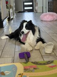 Lost Male Dog last seen Near southern carina dr, Round Rock, TX 78681